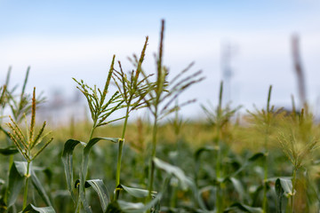 とうもろこし　畑　家庭菜園　農家　農業　農協　夏　野菜