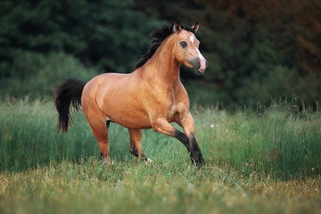 Obraz na płótnie Canvas Cream-coloured horse running through the pasture