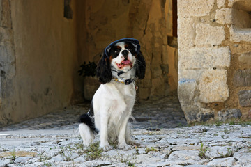 Fototapete bei efototapeten.de bestellen   