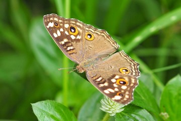 butterfly on leaf