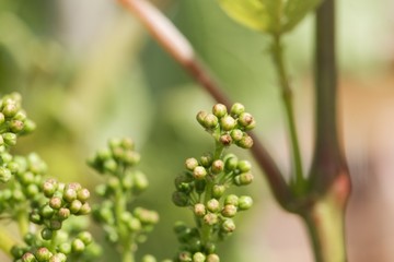 Grape vine buds, Vitis vinifera
