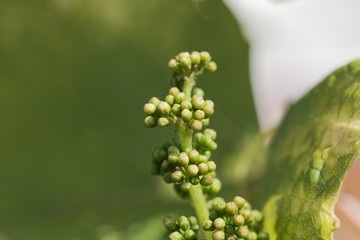 Grape vine buds, Vitis vinifera