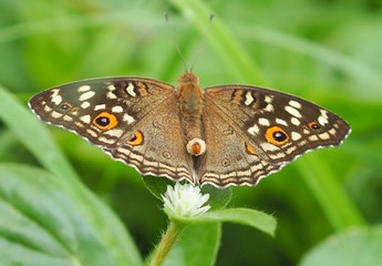 butterfly on leaf