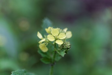Brown mustard flowers, Brassica juncea