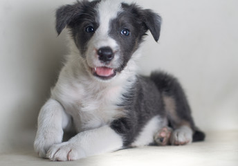 Adroable portrait black and white blue eyes dog smiling and happy