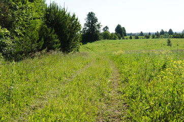 Forest road, flower meadow and sky