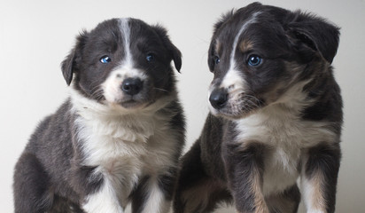 Two border collie adorable dogs portrait