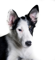 Border Collie dog sheepdog close-up portrait isolated on white background