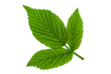 Raspberry leaf  on white