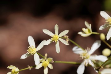 Erect clematis, Clematis recta.