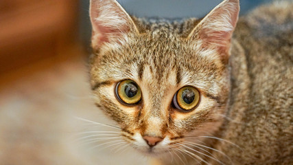 a cat portrait close up © Oleh