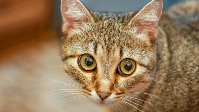 a cat portrait close up