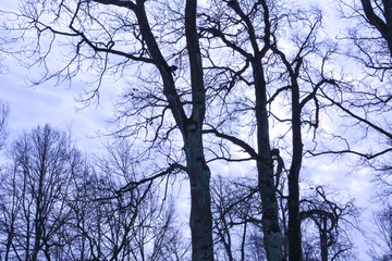 Black trunks of trees against a cloudy sky