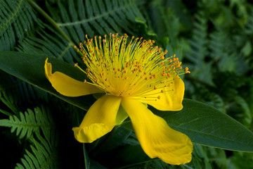 Tutsan (Hypericum androsaemum) Flower