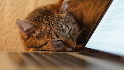 cat sleeping on the table near laptop. close up