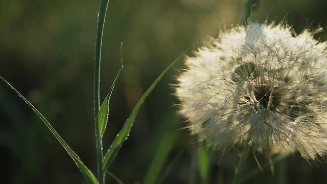 Close-up of a Tragopogon (Goatsbeard, Salsify) fluffy flower head in the backlight of the morning sun. Smooth camera movement.