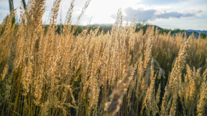 Fototapeta premium Beautiful landscape covered with golden summer grass