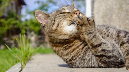 beautiful cute cat licking his paw on yard with funny emotions