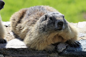 Marmotta