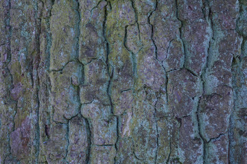 Gray bark of a large tree close up