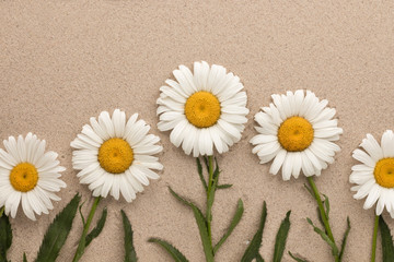 Fototapeta na wymiar Conceptual image of white daisies growing from sand, Top view