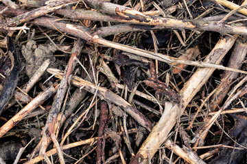Broken sticks and logs from deforestation 