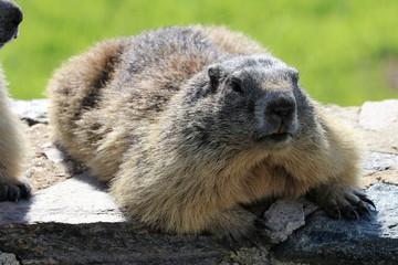 Marmotta