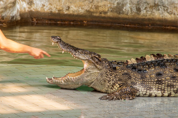 man are  the disturb the crocodile who is sleeping calmly.