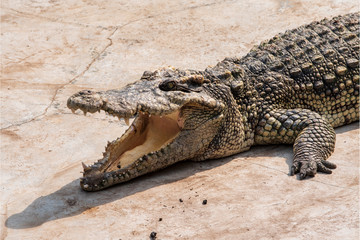 Large freshwater crocodile Sunbathing by the pool.