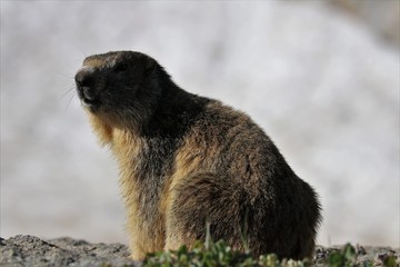 Marmotta