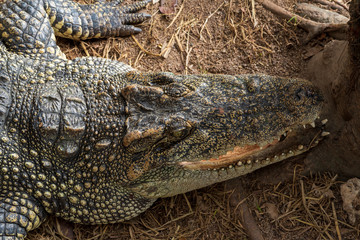 Genuine crocodile leather background image For making leather.
