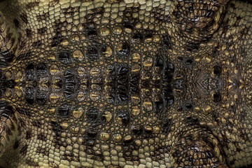 Genuine crocodile leather background image For making leather.