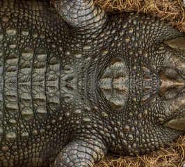 Obraz premium Genuine crocodile leather background image For making leather.