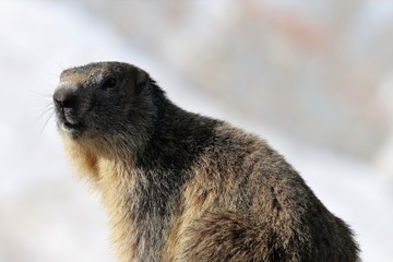 Marmotta