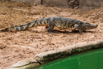 Large freshwater crocodile Walking on the ground by the pool.