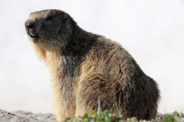 Marmotta
