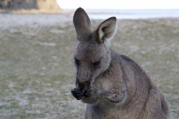 A kangaroo eating something between his hand
