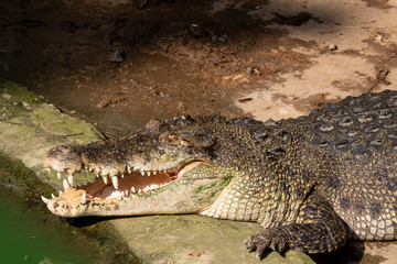 A large freshwater crocodile is sunbathing on the ground.