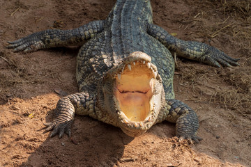A large freshwater crocodile is sunbathing on the ground.
