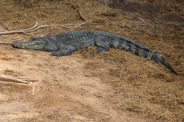 A large freshwater crocodile is sunbathing on the ground.