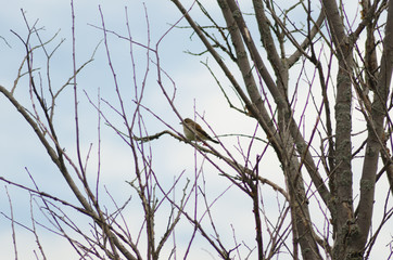 Nightingale sitting on a branch, small bird