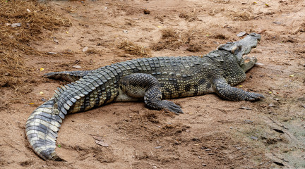 A large freshwater crocodile is sunbathing on the ground.