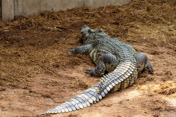 A large freshwater crocodile is sunbathing on the ground.