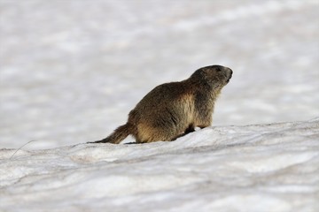 Marmotta