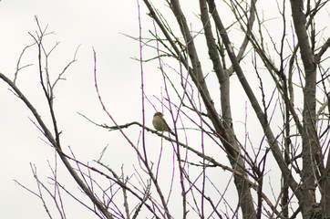 Nightingale sitting on a branch, small bird