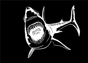 Graphical sketch of shark isolated on black background,vector sea-food illustration