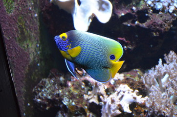 Tropical fish in aquarium, Berlin