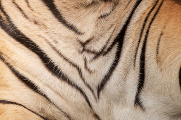 Close-Up, Real Skin Texture of Tiger.