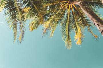 Copy space of tropical palm tree with sun light on sky background. - obrazy, fototapety, plakaty