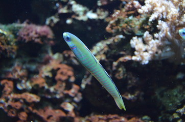 Tropical fish in aquarium, Berlin
